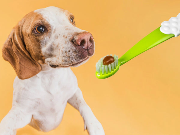 a happy dog and a Radius dog toothbrush with organic dog toothpaste