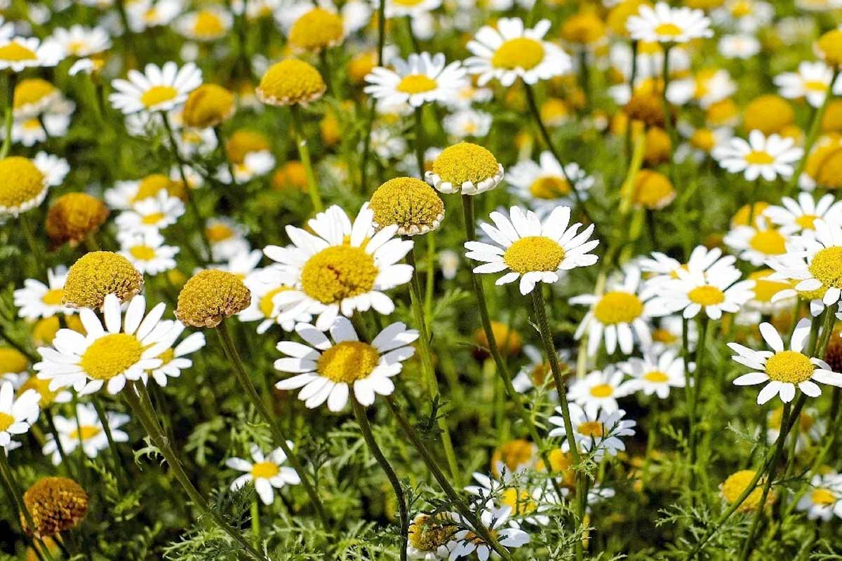 The daisy-like flowers of the Chamomile plant