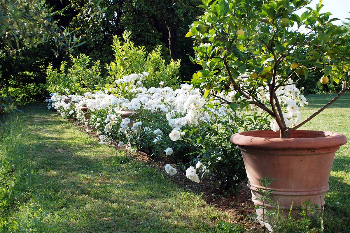 Acca Kappa floral garden