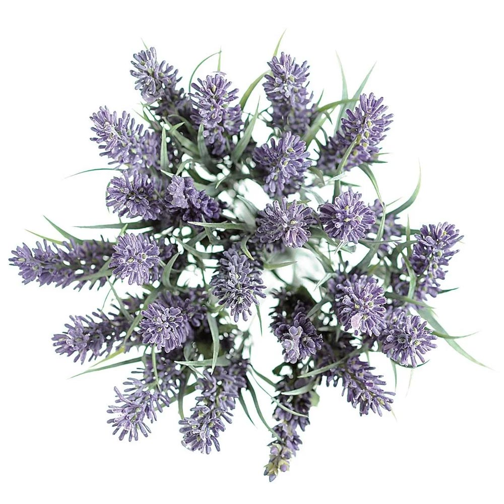 Lavendar