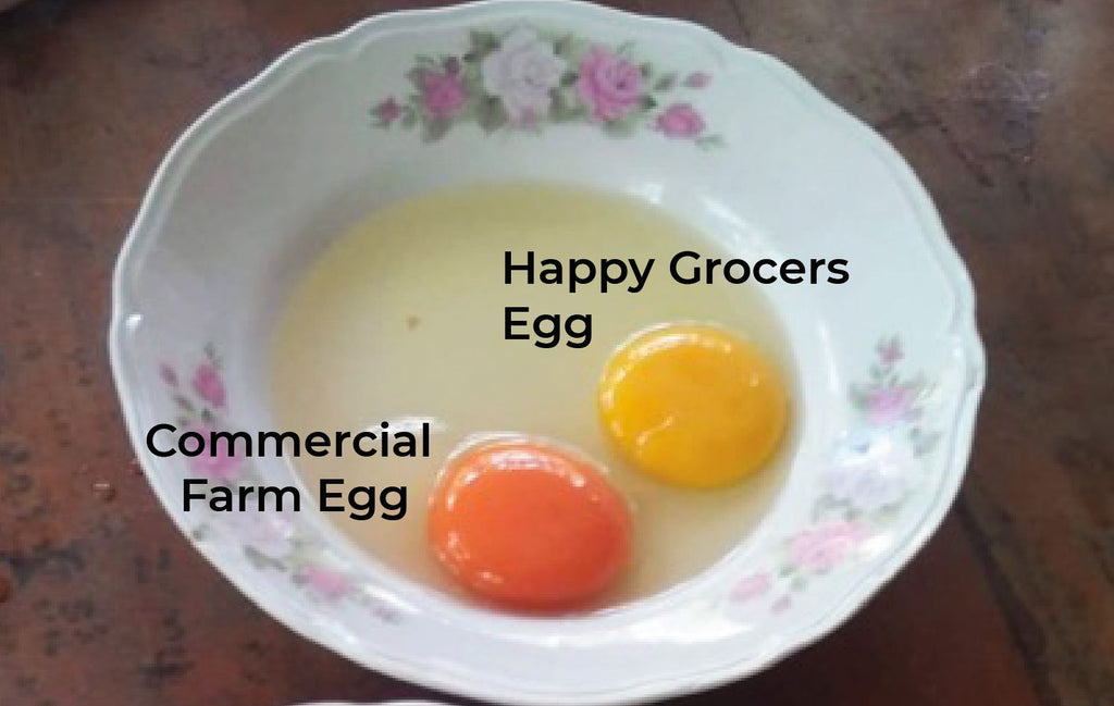 Organic Egg vs. Commercial Egg