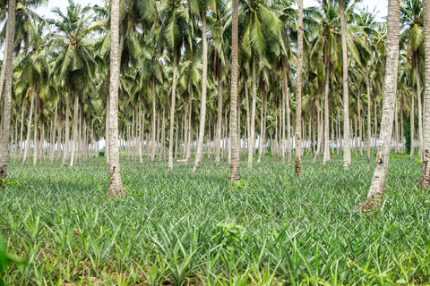 Organic coconut trees, acting as shade for pineapple fields.