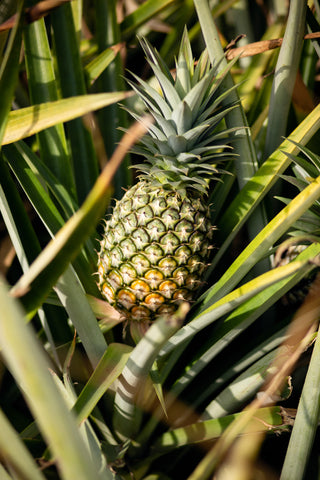 Is organic dried pineapple good for you? – Mavuno Harvest