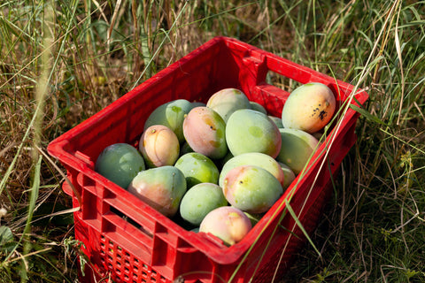 Fresh mangos after harvest