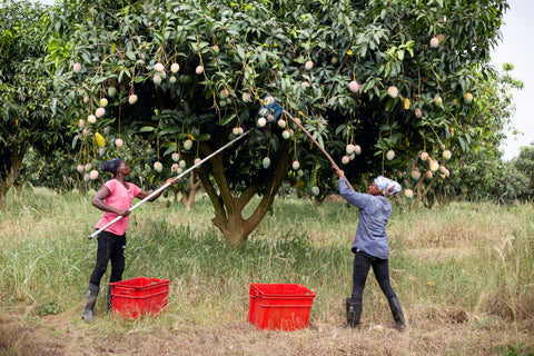 Farmers in Ghana harvesting their mango