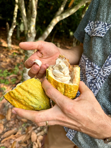 An opened cocoa pod with ripened cocoa beans inside
