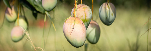 Mangos hanging from a tree