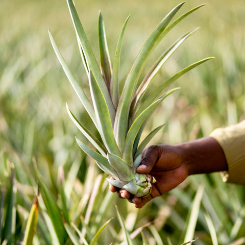 A farmer holding a pineapple sucker