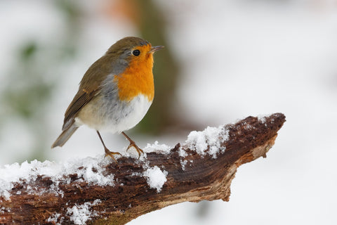 bird-snowy-branch winter bird feeding tips