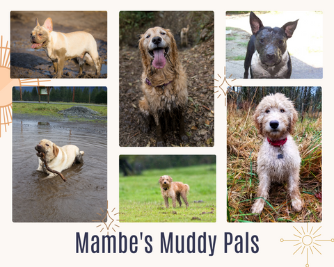 Mambe's Muddy Pals - Some happy pets from the Mambe family