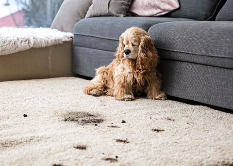Muddy dog prints on carpet and cocker spaniel culprit