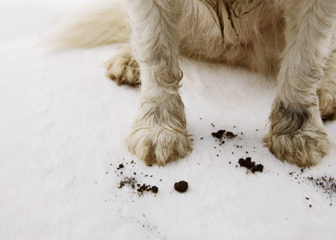 Muddy dog paws on white fabric.