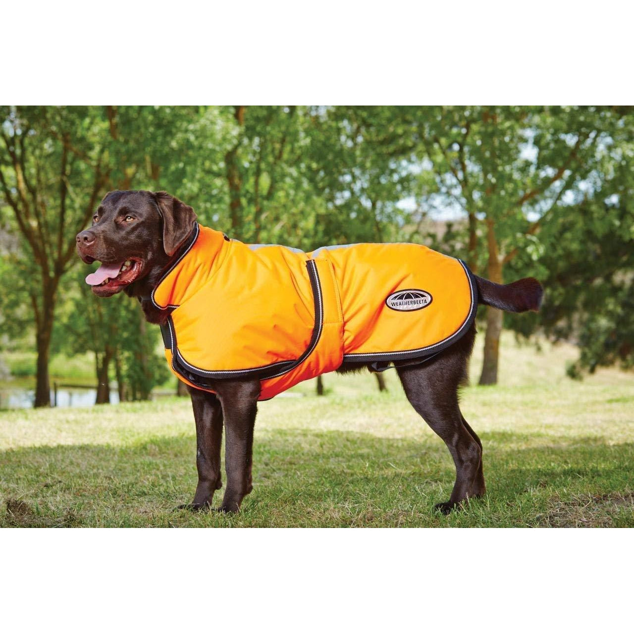 weatherbeeta dog coat with belly wrap