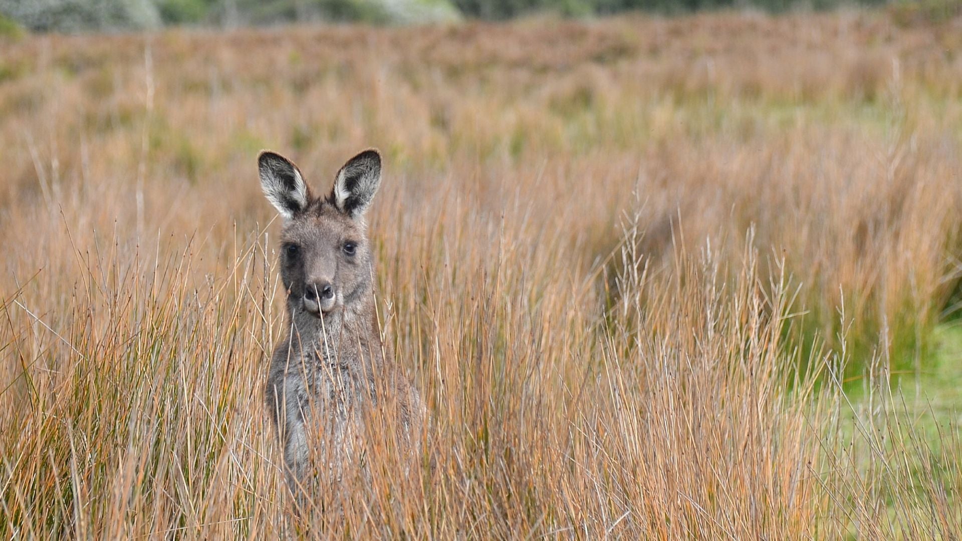 Wildlife in Wilsons Promontory