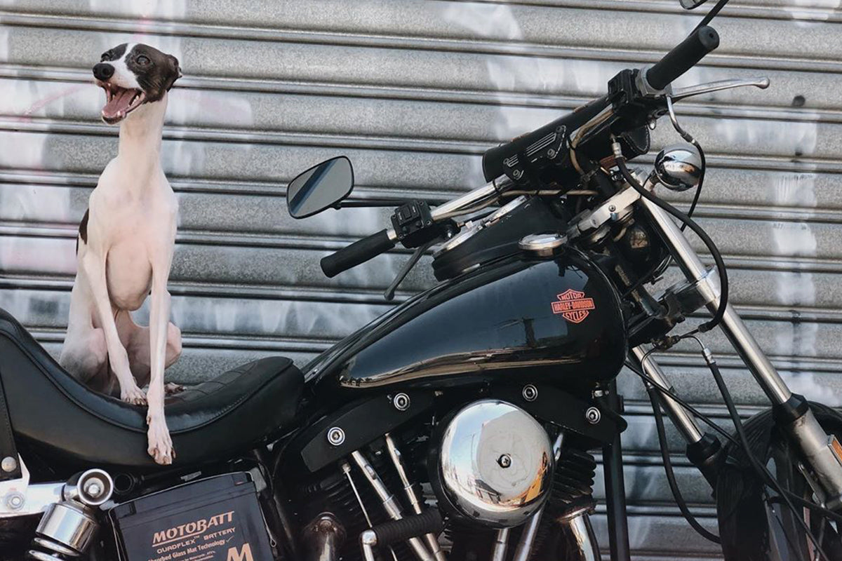 Ducati the shop dog at Hellraiser Garage in Melbourne, Australia