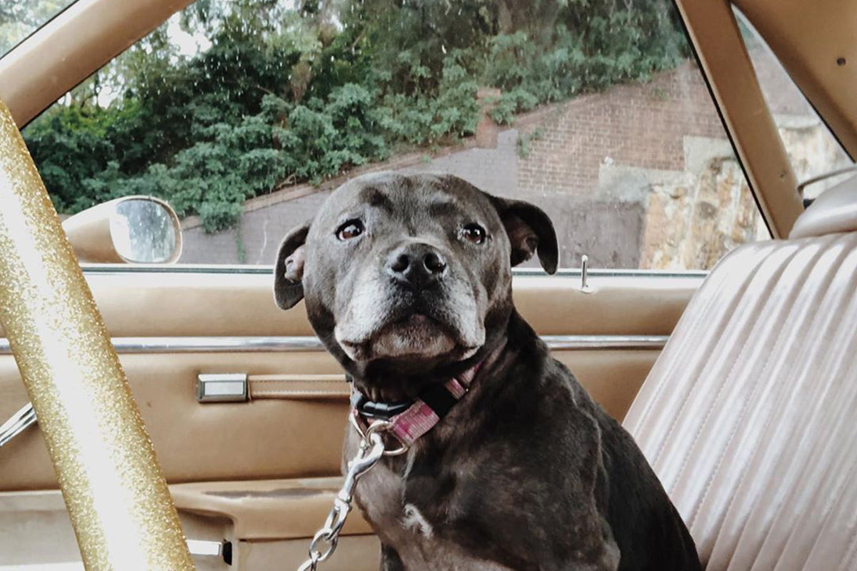 Macey the staffy shop dog at hellraiser garage