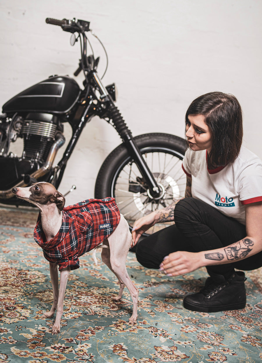 motorcycles and dogs