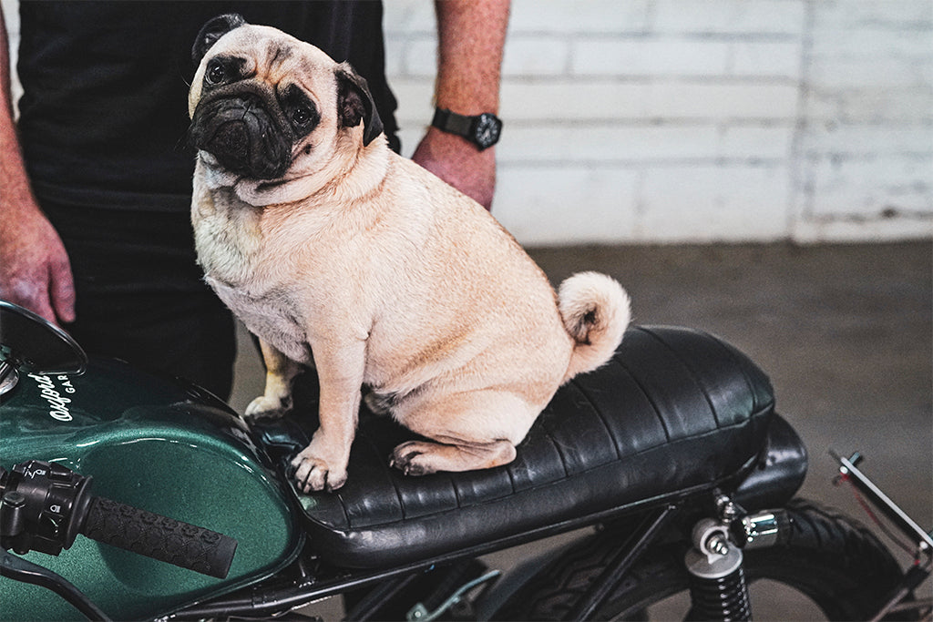 Pablo the pug, shop dog