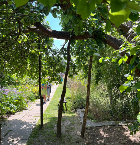 An old mulberry tree offers a shady nook