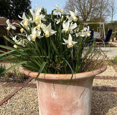 Cyclamenus narcissus ‘Surfside’ planted under hydrangea ‘Little Lime’