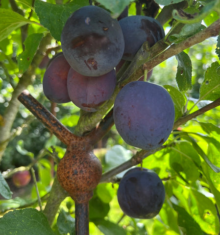 Czar plums held up by a fruit bough stake