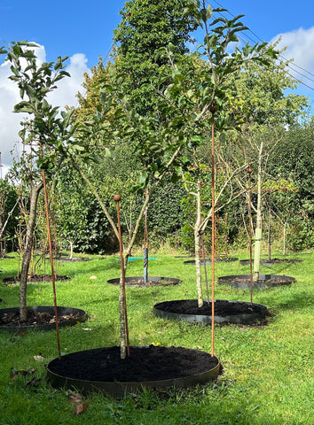 Edging rings being used to support young trees