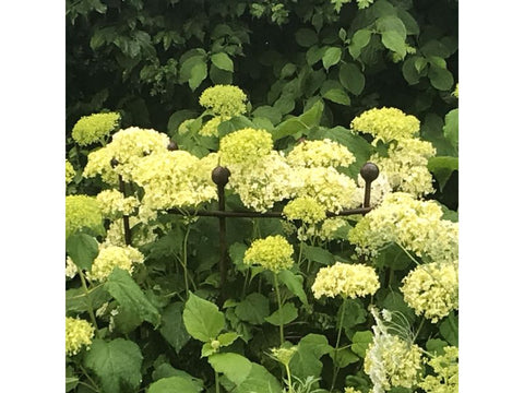 Hydrangea ‘Annabelle’s’ heavy flower heads need support