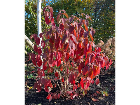 Viburnum plicatum showing autumn colour