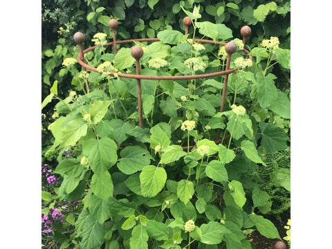 Hydrangea ‘Annabelle puts on rapid growth inside a 3-ring support