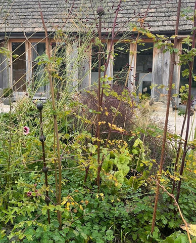 A combination of tall and multi-ball stakes hold the grasses and plants against the westerly winds. 