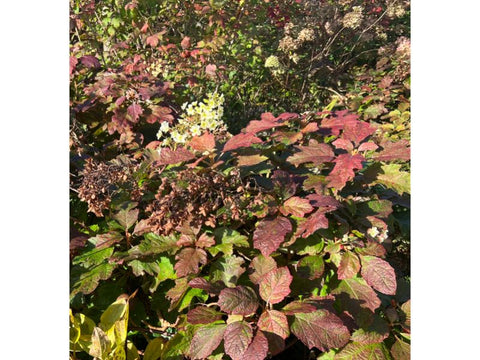 The colourful foliage of Hydrangea quercifolia ‘Snowflake’