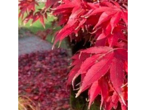Two of the Acer palmatum varieties show their autumn colours