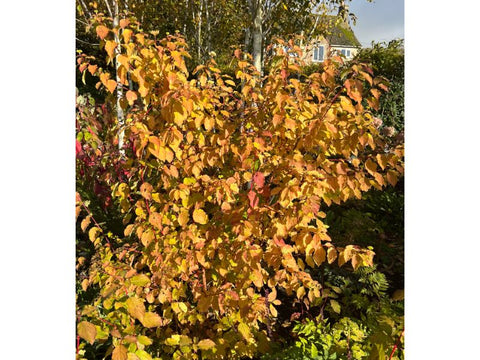 Cornus sanguinea ‘Midwinter Fire’ shows off its autumn colours