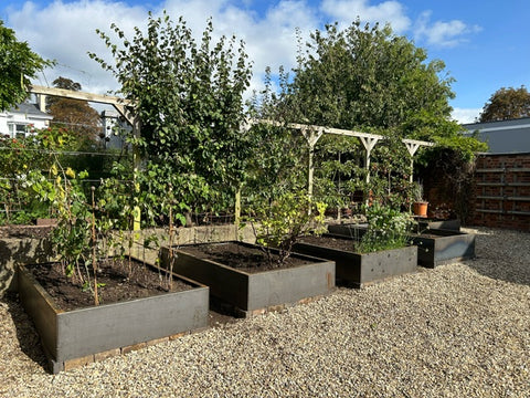 Raised steel beds give definition to the vegetable plot