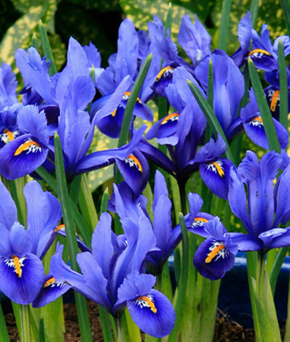 Iris reticulata ‘Harmony’