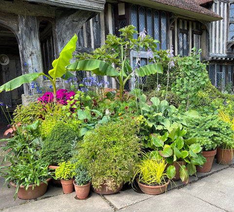 Second image of massed displays outside of Great Dixter