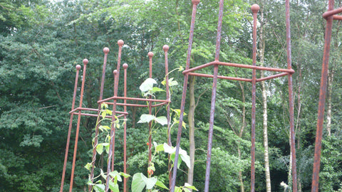 Plant runner beans