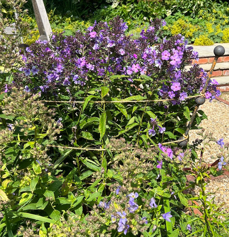 Phlox ‘Blue Paradise’ is supported by 4-ball stakes