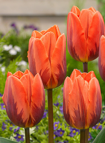 Tulipa ‘Princess Irene’