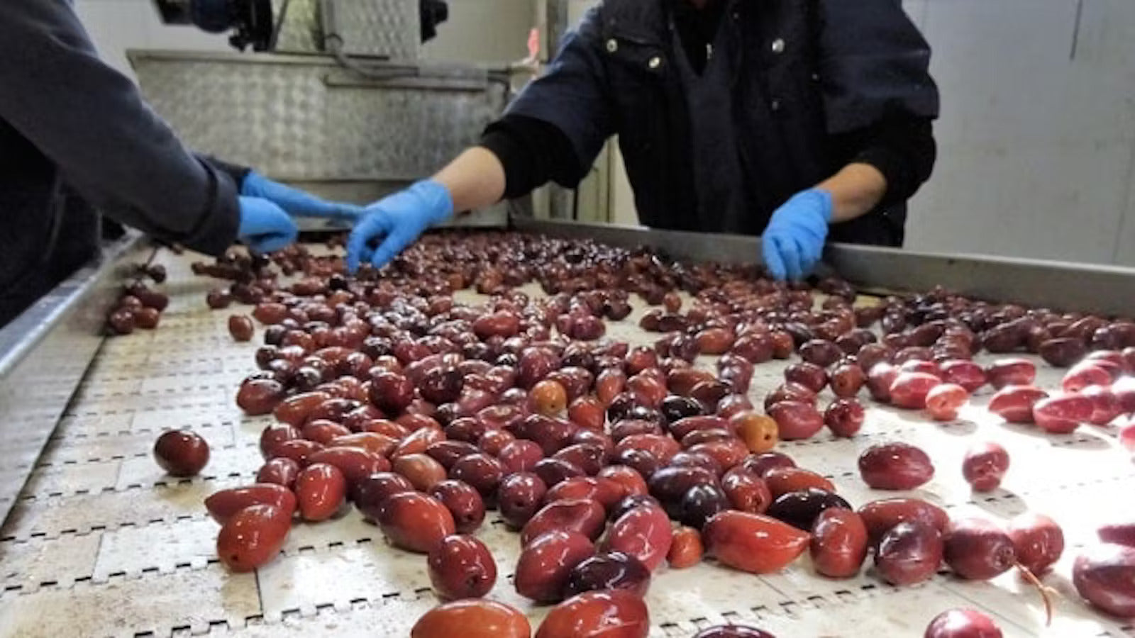 Raccolta delle olive Kalamata