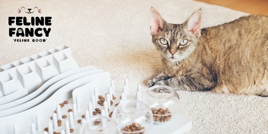 cat playing with interactive cat toy.