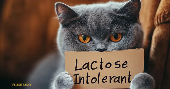 A cat holding a sign that reads 