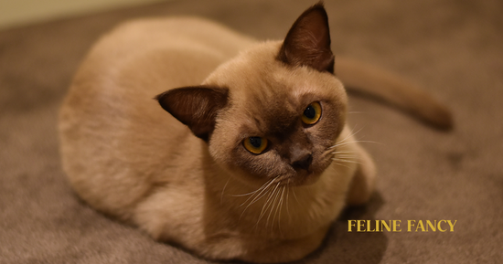 Burmese Cat for Blog Post Cover Image.