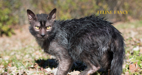 Lykoi Cat with Feline Fancy Logo