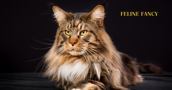 Maine Coon Long Haired Adult Male.