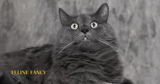 Nebelung Cat with Feline Fancy Logo.