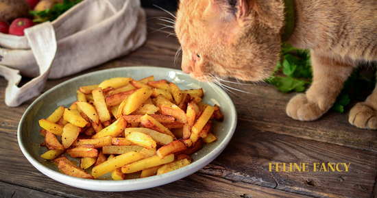 Cat eating sweet potato with Feline Fancy Logo.