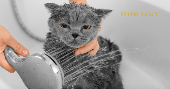 British Shorthair having a bath with Feline Fancy Logo.