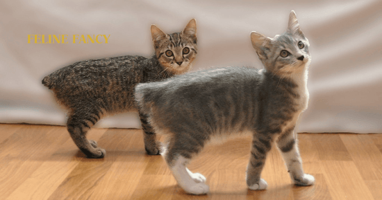 Two Manx Cat Kittens.