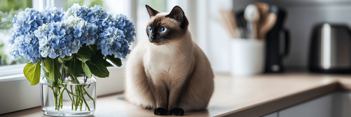Elegant close up of a Siamese cat beside a vase of hydrangeas on a kitchen counter, interior natural light setting.